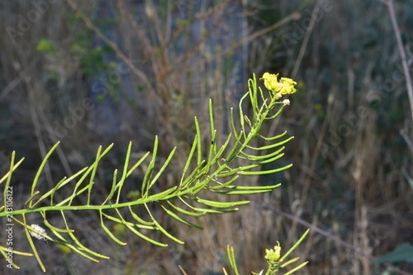 Obraz nature, green, plant, grass, tree, forest, branch, pine, summer, leaf, macro, field, closeup, flower, close-up, fresh, flora, spring, natural, meadow, evergreen, growth, season, garden, plants