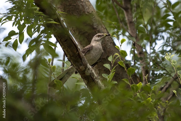 Fototapeta mockingbird with insect