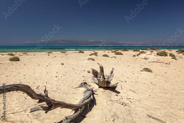 Fototapeta Dead juniper trees on Chrissi island beach, that looks like desert with turquoise sea in background.