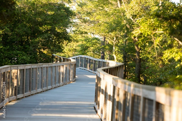 Obraz bridge pathway through pine trees