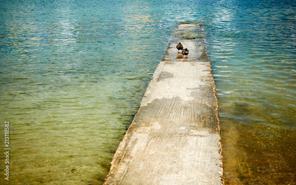 Fototapeta Two ducks on the pier on Manoel Island Malta