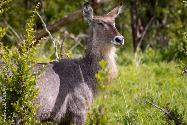 Fototapeta Waterbuck