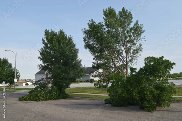 Obraz Broken trees after the storm