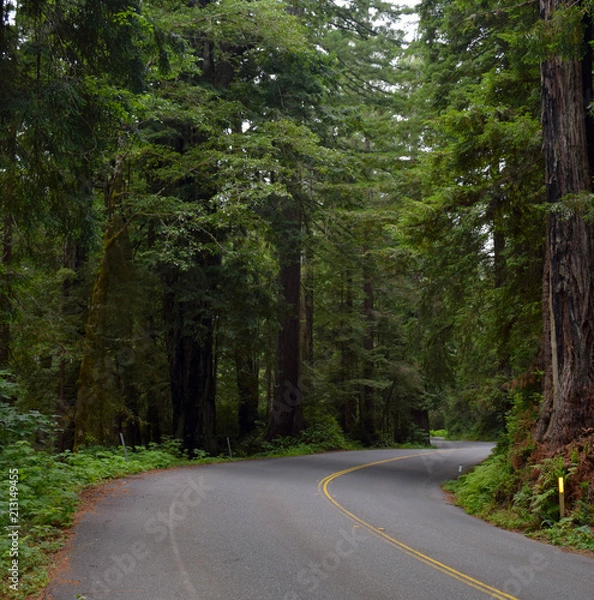 Obraz Driving through redwoods on curvy road