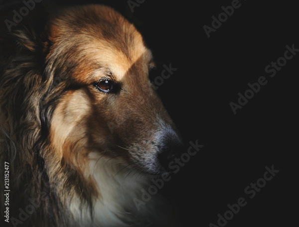 Obraz Portret Sheltie