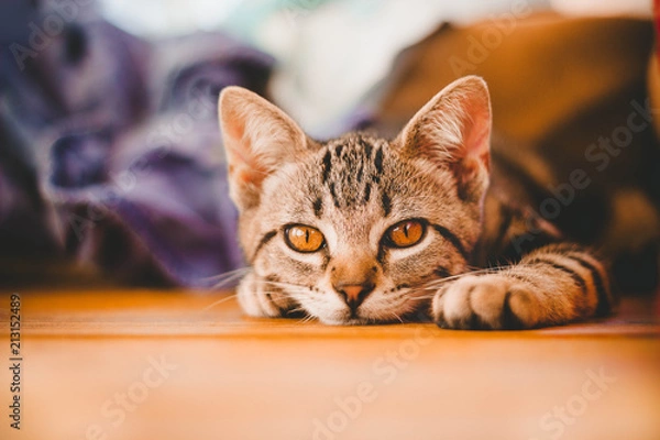 Obraz Kitten Tabby Relaks