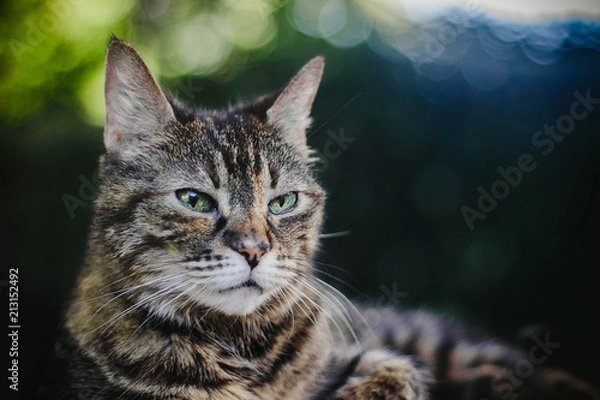 Fototapeta Gracie the Tabby