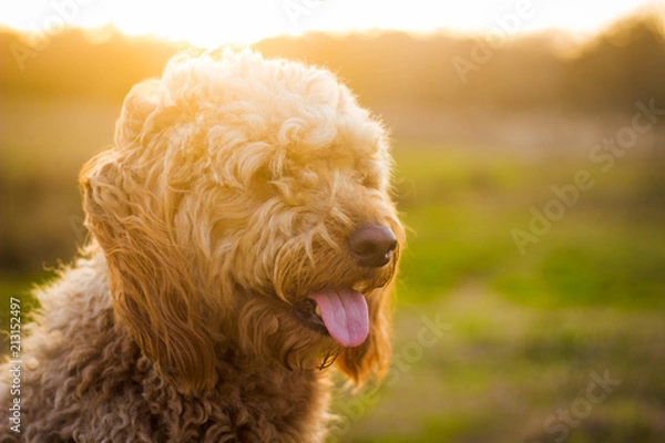 Obraz Miód Goldendoodle