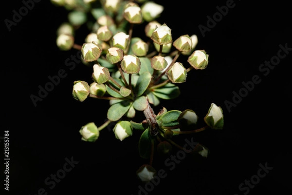 Fototapeta ユキヤナギの蕾