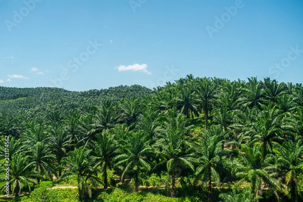 Fototapeta Arial view of  green the palm oil plantation in Malaysia against blue sky with clouds