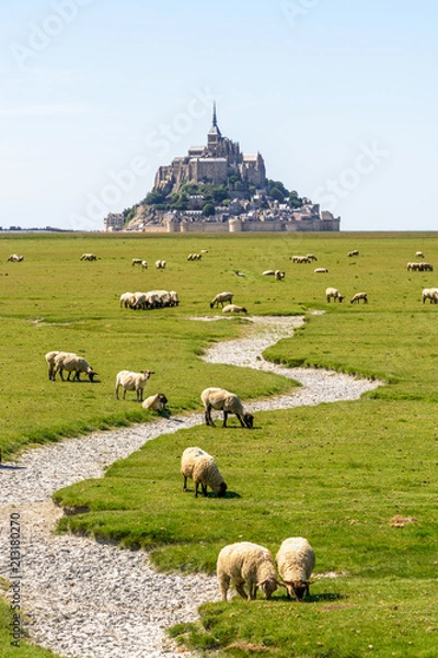 Fototapeta A flock of sheep grazing on the salt meadows around the Mont Saint-Michel tidal island, situated on the limit between Normandy and Brittany in France, under a summer blue sky.