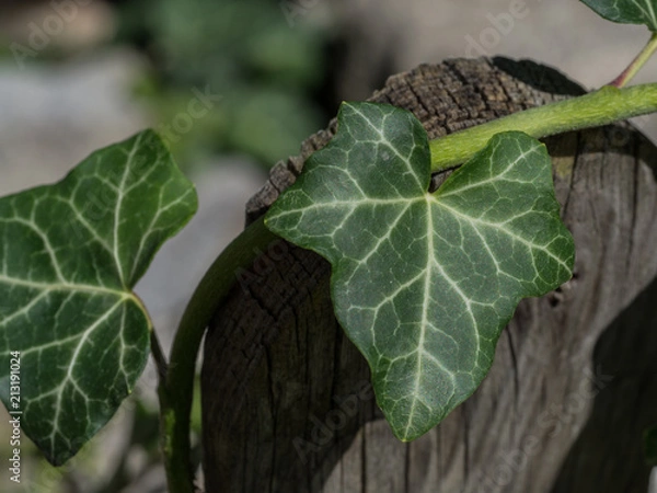 Fototapeta Ivy