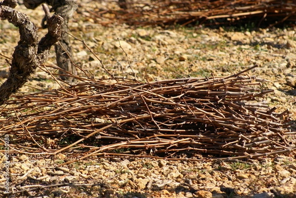 Obraz sarments de vigne