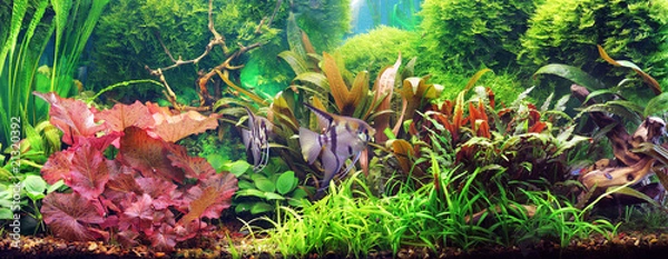 Obraz Decorative aquarium