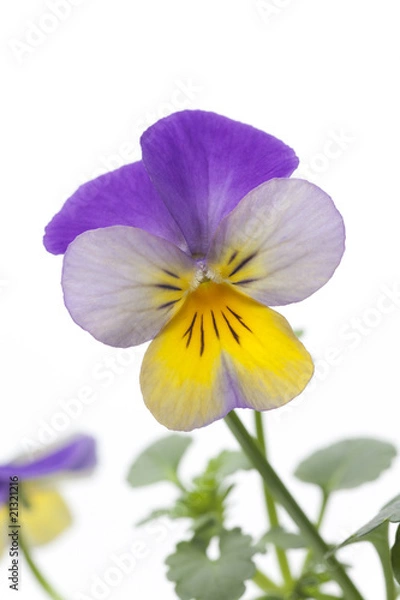 Obraz Tricolor viola on white background