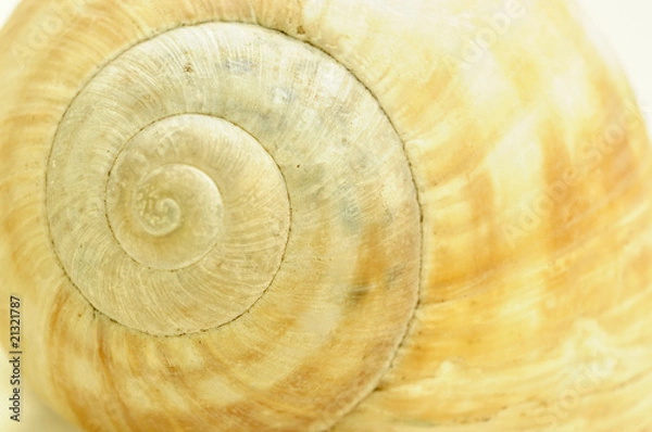 Fototapeta snail shell