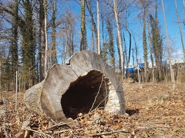 Fototapeta Baumstamm