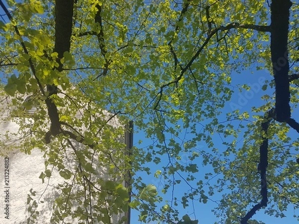 Fototapeta Baumkrone