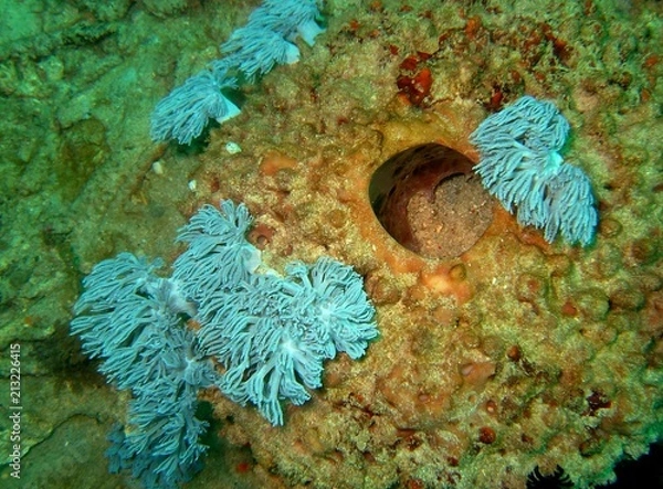 Fototapeta Plongée Philipines