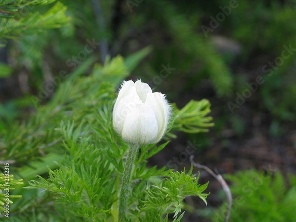 Obraz white alpine flower