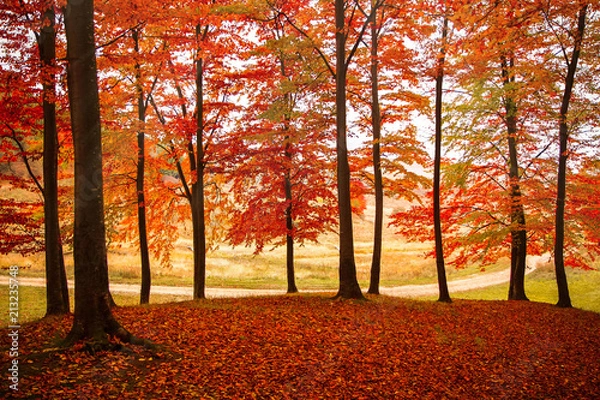 Obraz Autumn curtain