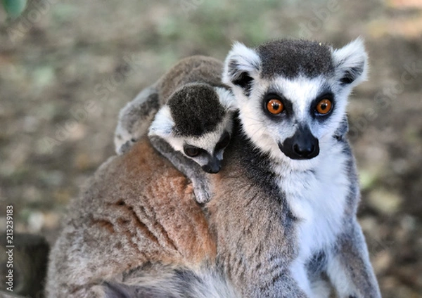 Fototapeta Lemur