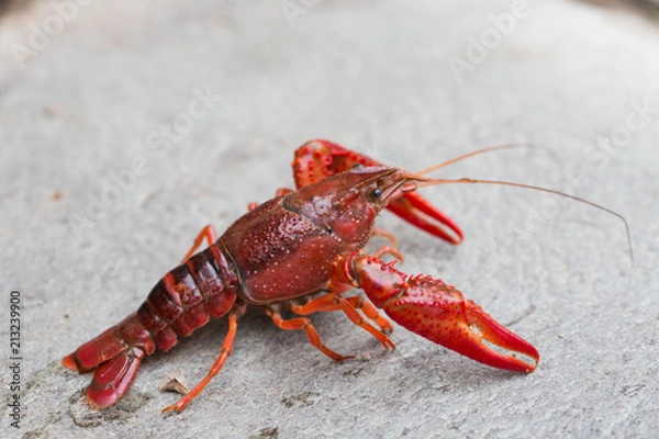 Fototapeta Closeup of river crayfish in nature