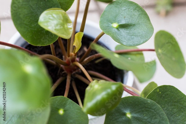 Obraz pancake plant pilea peperomioides details close-up macro photo with little fresh leaf