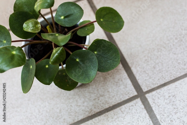 Obraz pancake plant pilea peperomioides details on light white grey tiled floor