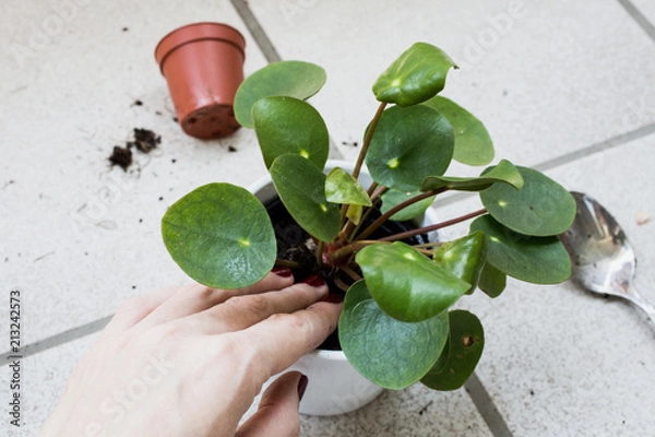 Obraz female hand repotting pancake plant pilea peperomioides outside on tiled balcony floor