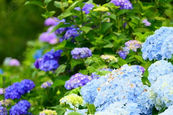 Fototapeta 十日町あじさい公園の紫陽花。十日町　新潟　日本。７月初旬。