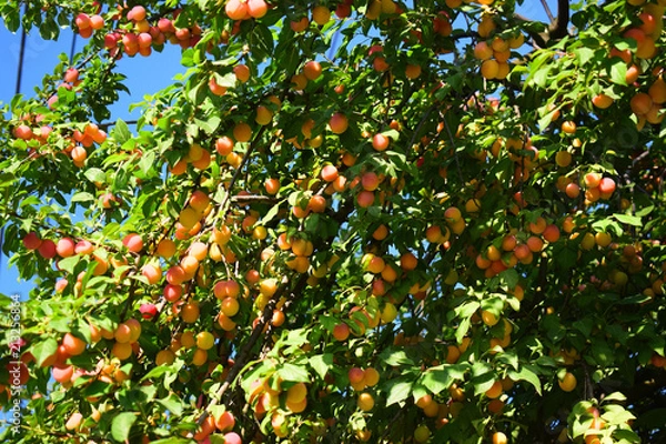 Fototapeta Ripe plum hanging on the branches of a tree.