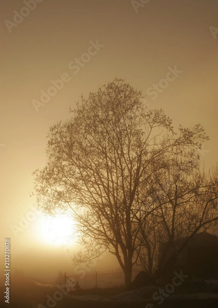 Obraz Baum im Nebel