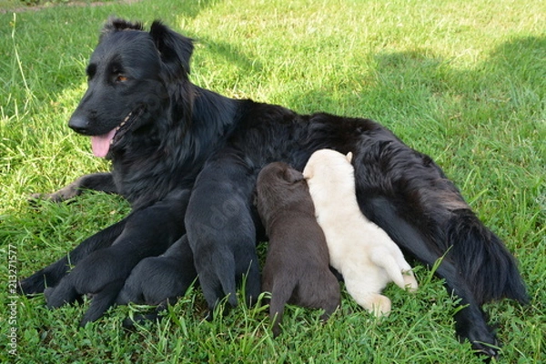 Obraz suka ze szczeniakami