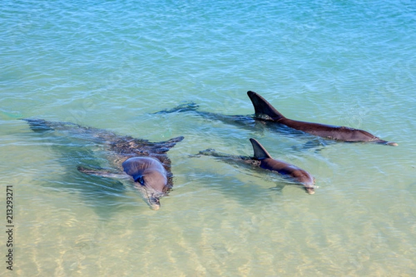 Obraz Dolphins in Monkey Mia, Western Australia