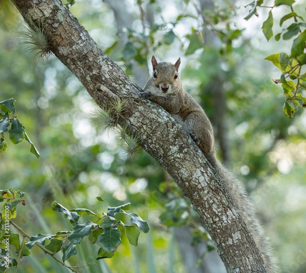 Obraz red squirrel has spotted you from the tree top