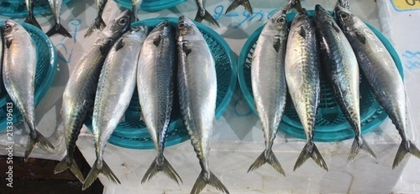 Fototapeta 고등어