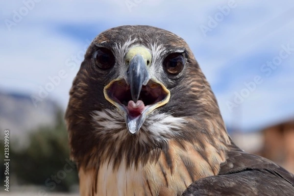 Obraz Red tailed hawk