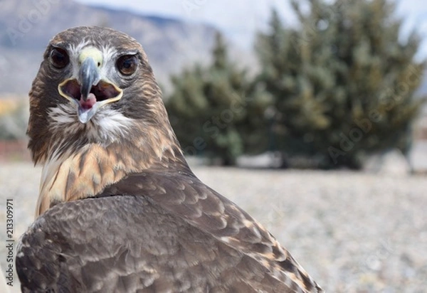 Obraz Red Tailed Hawk