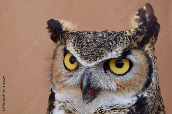 Obraz Great Horned Owl