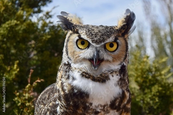 Obraz Great Horned Owl