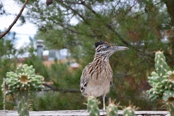 Obraz Greater Roadrunner and cactus
