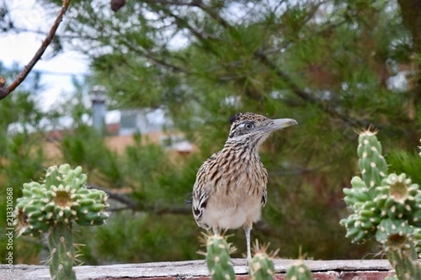 Obraz Greater Roadrunner and cactus