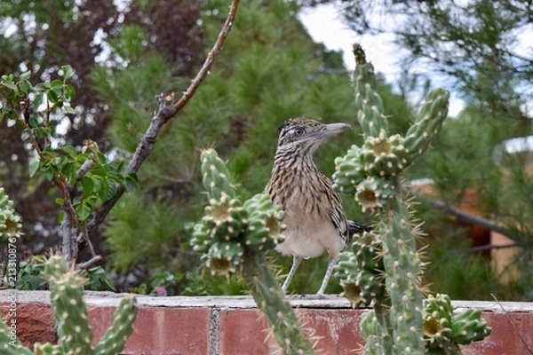 Obraz Greater Roadrunner and cactus