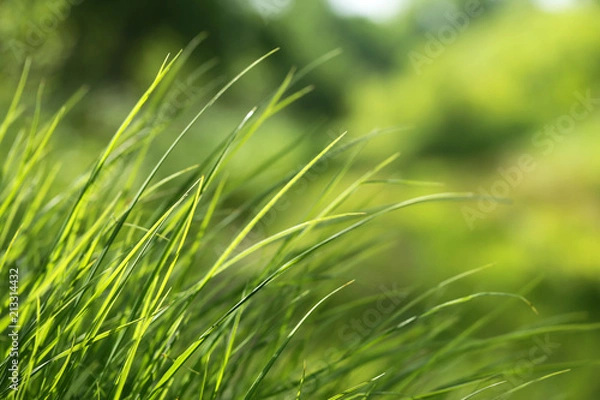 Fototapeta Green grass in meadow