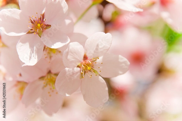 Obraz cherry blossom