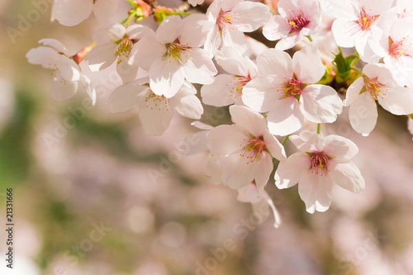 Obraz cherry blossom