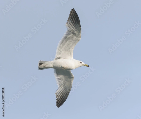 Fototapeta Flying seagull over blue sky.