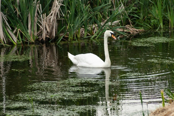 Obraz Swan On Water