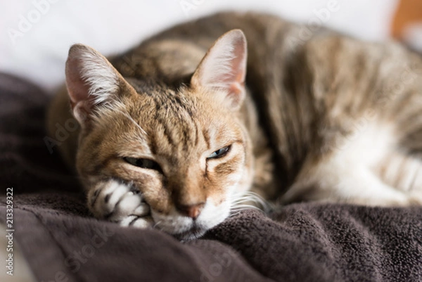 Fototapeta funny tabby cat